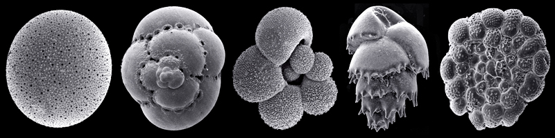 (picture: Michael Hesemann / www.foraminifera.eu)