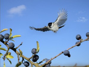 One single bird can keep a registrar occupied for quite a while.(c) Hans Bleh http://www.highspeedfotografie.de/