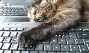 Calico cat grabbing computer keyboard