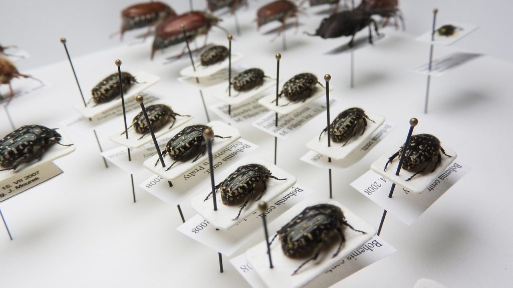 Käfer in einer Museumssammlung. Die einzelnen Tiere befinden sich auf einer säurefreien Unterlage und sind mit dieser und ihrem Label zusammen auf eine Unterlage gespießt.