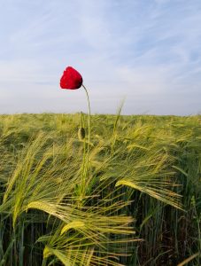 Red poppy looking out over a field of ripening barley, its color contrasting a blue sky with some clouds. Photo by Angela Kipp
